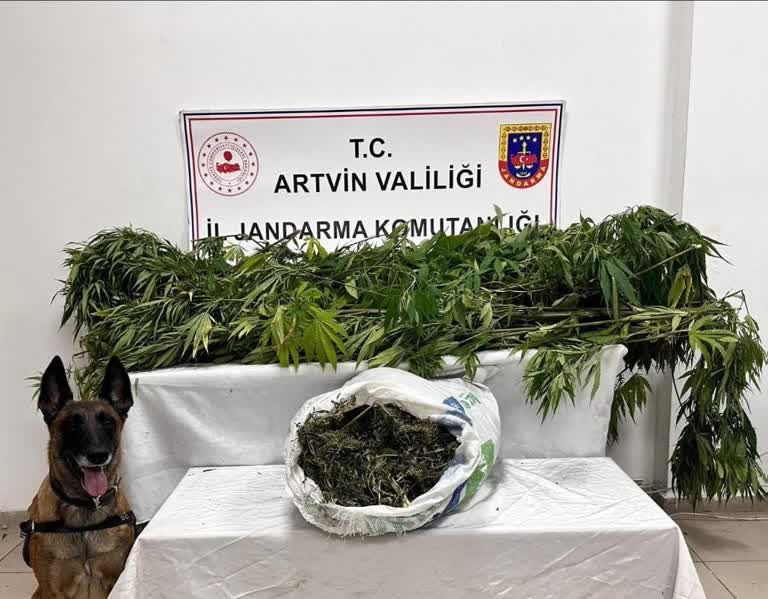 Artvin’de Jandarmanın uyuşturucuyla mücadelesi