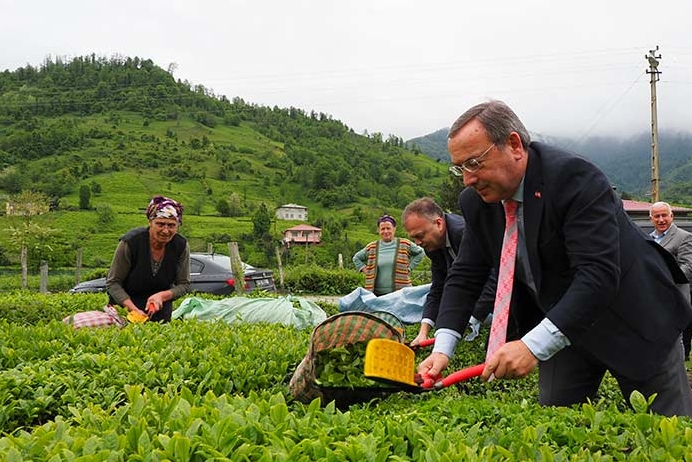 ÇAYKUR, 2024 Yılı 3. Sürgün Döneminde Tarihi Rekor Kırdı