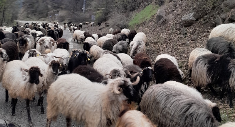 Rize’de baharın gelmesiyle birlikte büyük ve küçükbaş hayvan yetiştiricileri için