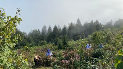 Doğu Karadeniz Bölgesinin yüksek kesimlerinde doğal olarak yetişen yayla Likapasına