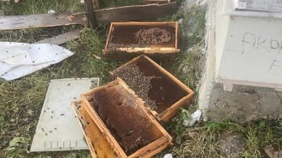 Son yıllarda bilhassa arı kovanlarına karşı çok fazla zarar veren