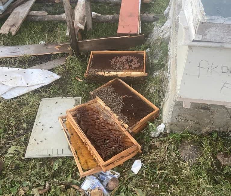 Son yıllarda bilhassa arı kovanlarına karşı çok fazla zarar veren