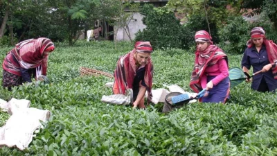 İHRACAT EMEKLİYOR, İTHALAT BELİRSİZ. ÜRETİM TÜKETİMLE DENGEDE İKEN ÇAYKUR’DA STOK!