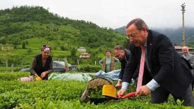Çay İşletmeleri Genel Müdürlüğü (ÇAYKUR), 2025 yılı yaş çay sezonunun