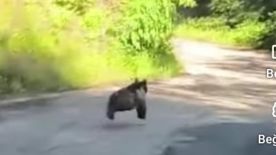 Rize’nin Çamlıhemşin ilçesinde sabah saatlerinde sıradışı bir olay yaşandı