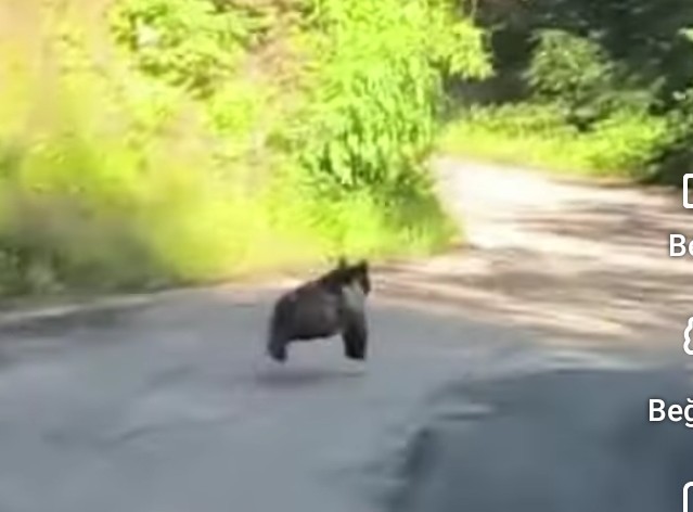 Rize’nin Çamlıhemşin ilçesinde sabah saatlerinde sıradışı bir olay yaşandı