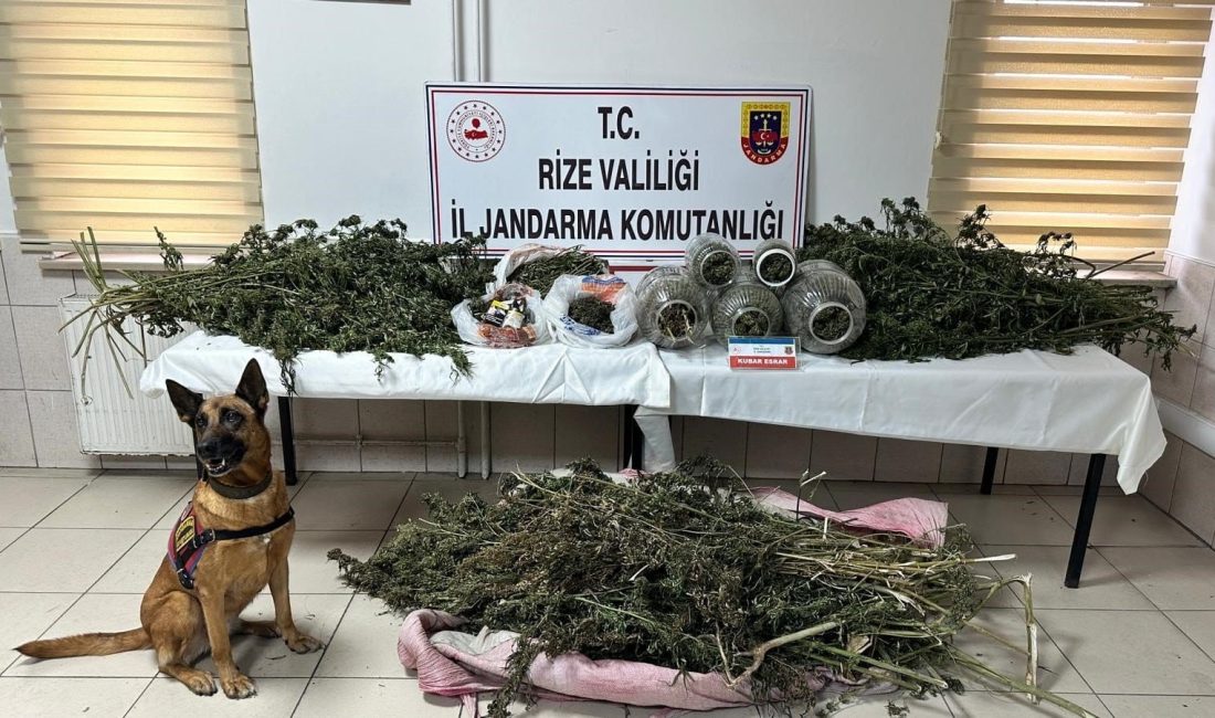 Rize İl Jandarma Komutanlığı, uyuşturucuyla mücadele kapsamında yürüttüğü kararlı operasyonlarda