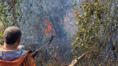 Hopa’nın Başoba ve Yoldere köyleri arasında sabah saatlerinde başlayan Orman