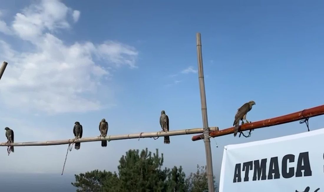 Karadeniz’in yüzyıllardır süregelen geleneklerinden biri olan atmaca kültürü,  Rize