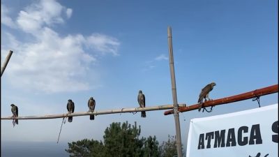 Karadeniz’in yüzyıllardır süregelen geleneklerinden biri olan atmaca kültürü,  Rize