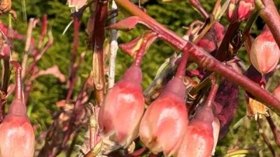 Rize’de doğa, bu yıl takvime uymadı. Normalde Mayıs ayında çiçek