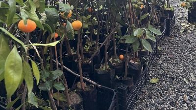 Kalkandere Ziraat Odası, tarım ve meyve yetiştiriciliğini desteklemek amacıyla yeni