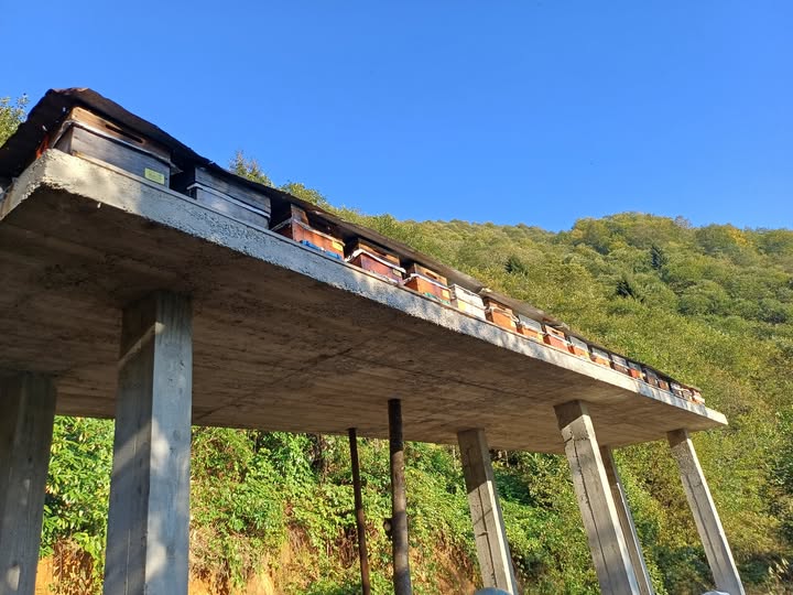 İkizdere’de son günlerde artan ayı görülme vakaları üzerine İkizdere Çevre