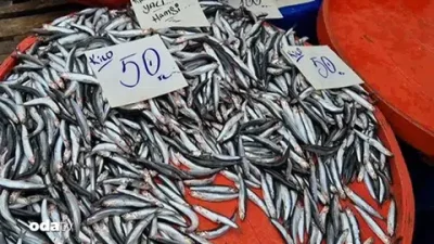Rize'de kışın vazgeçilmezi hamsi, soğuk havalarla birlikte tezgahlarda yoğun ilgi