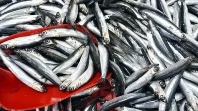 Karadeniz'de hamsi avcılığı, Rize ve Artvin kıyılarında yoğunlaştı. Rize'nin Fındıklı