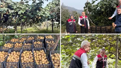 Rize İl Tarım ve Orman Müdürlüğü, kivi hasadı kontrollerinin sürdüğünü