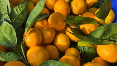 Rize’nin Derepazarı ilçesinde, aromasıyla dikkat çeken mandalinaların yılın ilk hasadı