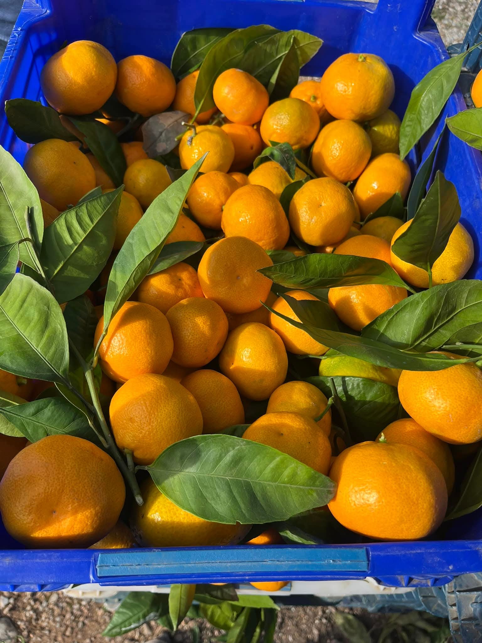 Rize’nin Derepazarı ilçesinde, aromasıyla dikkat çeken mandalinaların yılın ilk hasadı