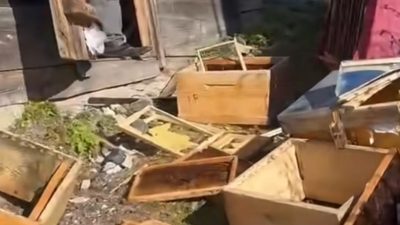 SON AYLARDA SAYILARININ ARTTIĞI BELİRTİLEN AYI’LAR KAPI PENCERE KIRMAYA BAŞLADI