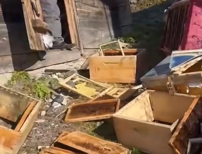 SON AYLARDA SAYILARININ ARTTIĞI BELİRTİLEN AYI’LAR KAPI PENCERE KIRMAYA BAŞLADI