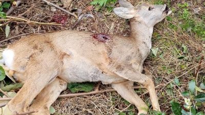 Ardeşen Muhtarlar Derneği, son günlerde ilçenin farklı bölgelerinde domuz sanılarak