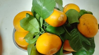 Rize mandalinası, lezzetli içi ve vitamin açısından zengin kabuğuyla dikkat