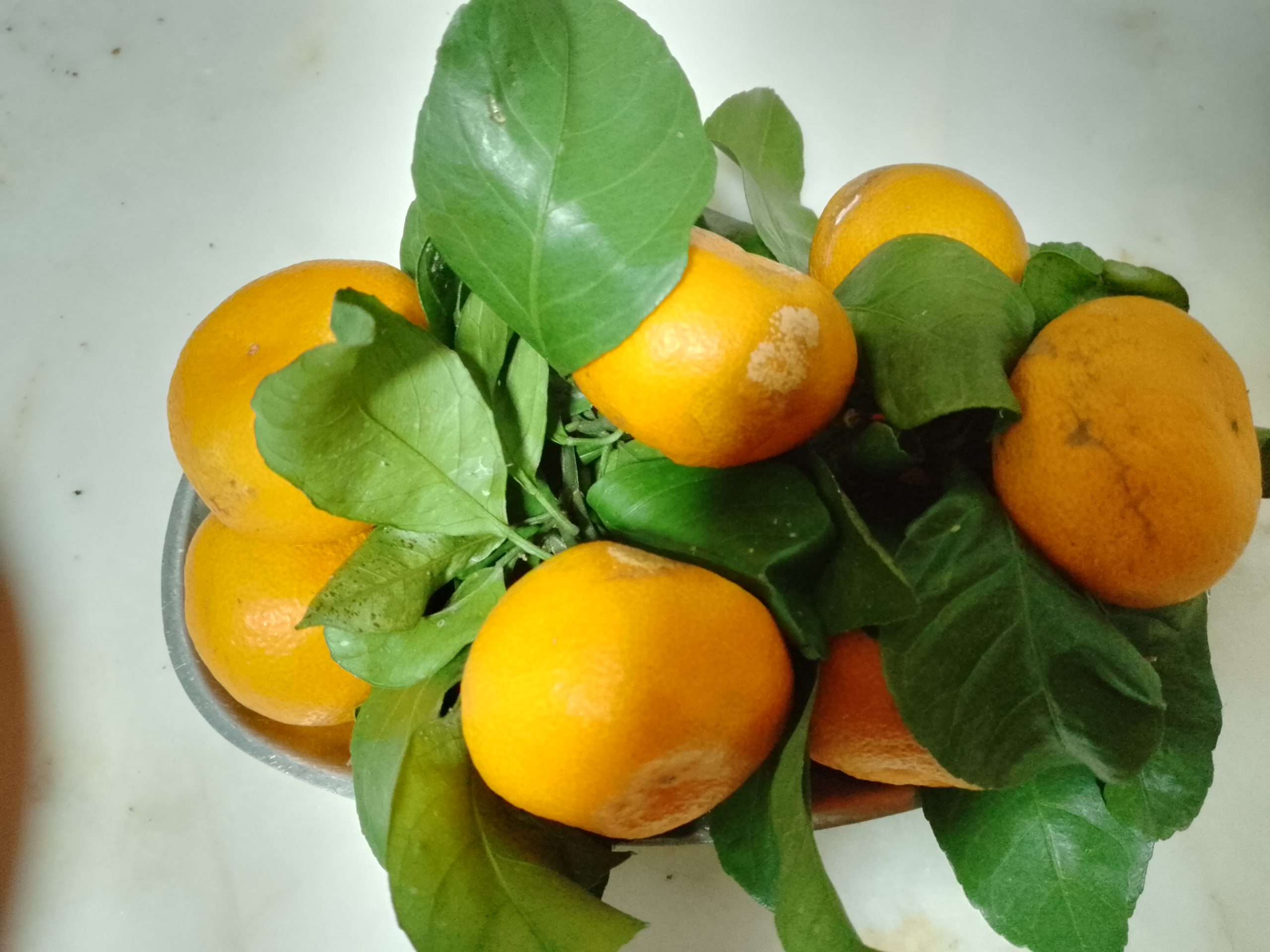 Rize mandalinası, lezzetli içi ve vitamin açısından zengin kabuğuyla dikkat