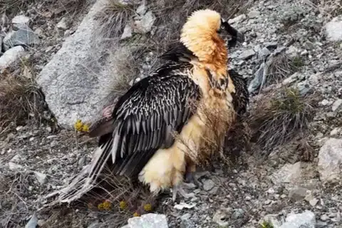 Artvin’de Deriner Barajı yakınlarında yaralı halde bulunan Sakallı Akbaba, tedavisinin