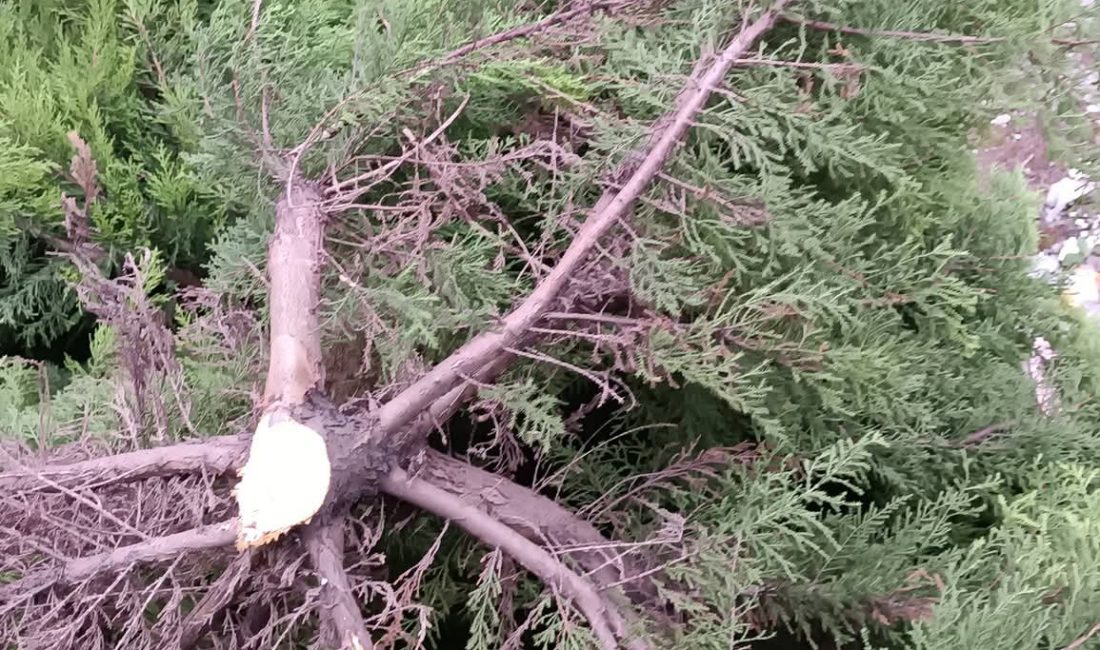 Bazen bir kelime, insanın yüreğine diken gibi batar. “Sivri dilli,