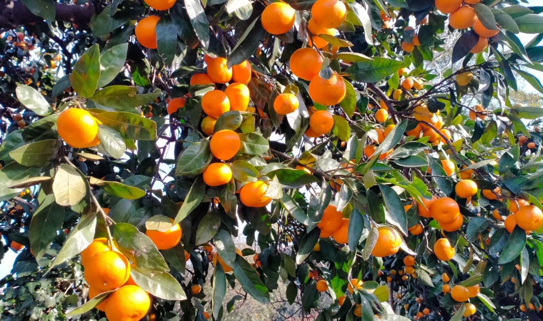 KİLOSU 30 TL DEN SATILAN MANDALİNA DALINDA KALDI