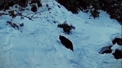 Ayder Yaylası’nda daha önce görüntülenen ayı, aynı bölgede yeniden ortaya