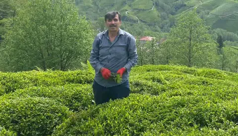 Türkiye Ziraatçılar Derneği Rize Şube Başkanı Müfit Akman, çay bahçelerinde