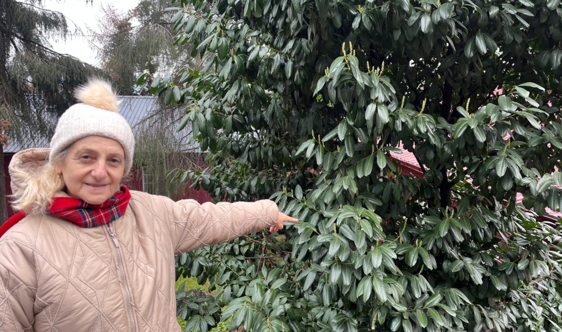 Sığır, koyun, keçi gibi hayvanlarda ağız, dil, meme ve tırnak