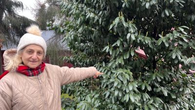 Sığır, koyun, keçi gibi hayvanlarda ağız, dil, meme ve tırnak