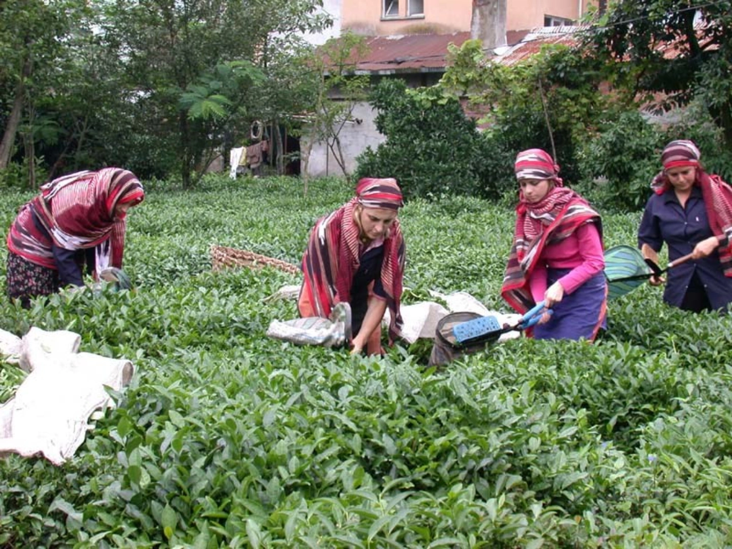 2026 yılı çay budama ölçüm süreci resmen başladı. Yetkililer, üreticilerin