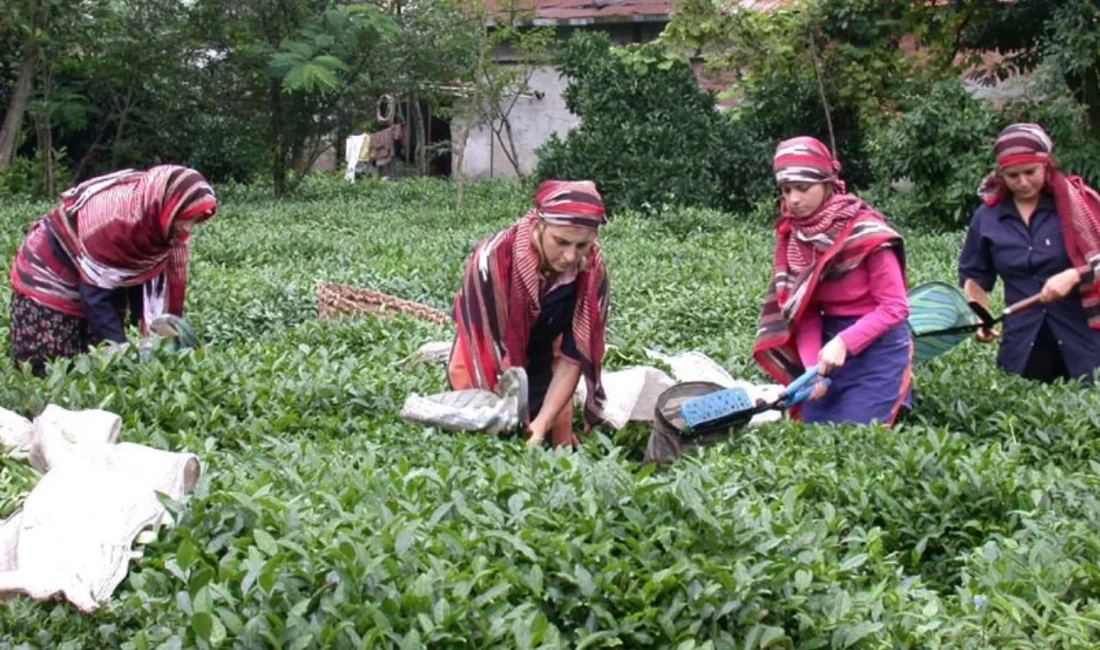2026 yılı tarımsal destekleme takvimi kapsamında çay üreticilerinin yanı sıra