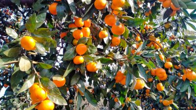 Rize’de tarımsal üretimin çeşitlendirilmesi, yerel değerlerin korunması ve üreticilere yeni