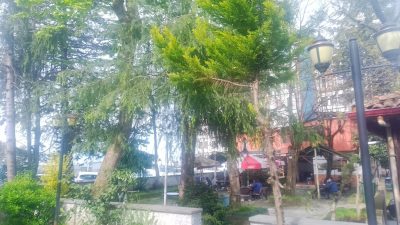 Rize şehir merkezinde Müftü Mahallesi’nde yıllardır hem dinlenme hem de