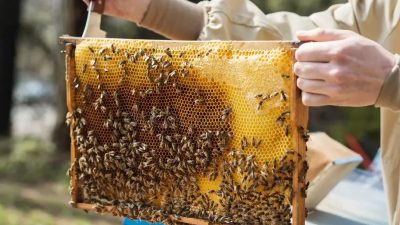 BAŞKAN YAŞAR SANCAK’’KÖYÜMÜZÜN BALINI KORUMA GELİŞTİRME AMACIYA TESCİL ETTİRDİK’’