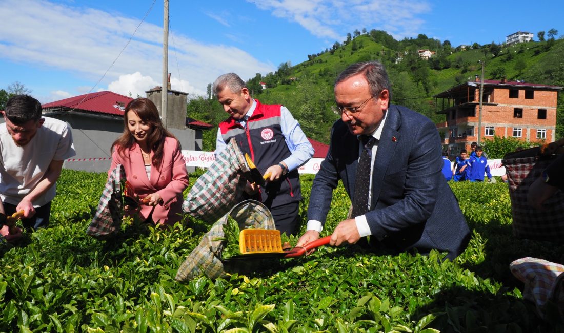 2026 yılı yaş çay sezonunun başlaması dolayısıyla yapılan şenliklere Artvin’in