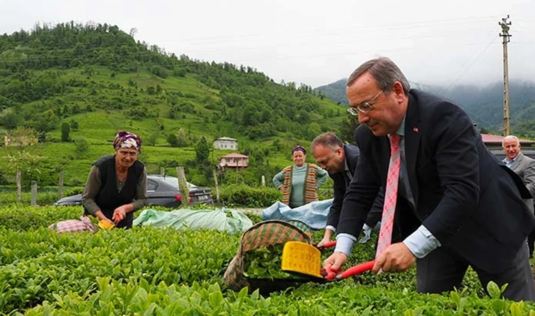 ÇAYKUR Genel Müdürü Yusuf Ziya Âlim, 2026 yılı yaş çay
