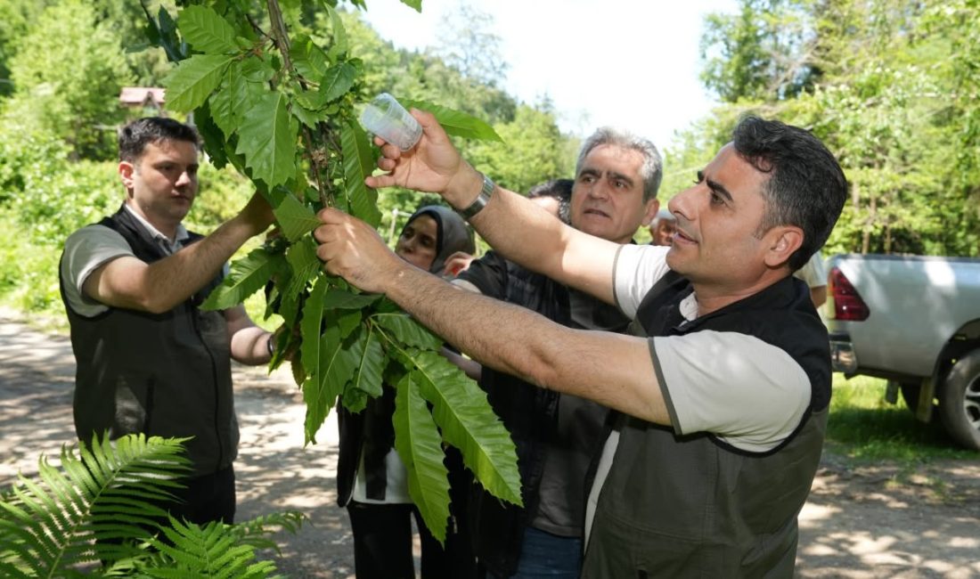 Artvin Ormanlarına Kestane Gal Arısına Karşı Biyolojik Mücadelede 5 Bin