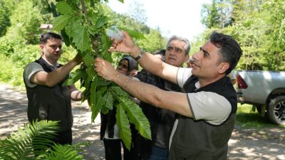 Artvin Ormanlarına Kestane Gal Arısına Karşı Biyolojik Mücadelede 5 Bin