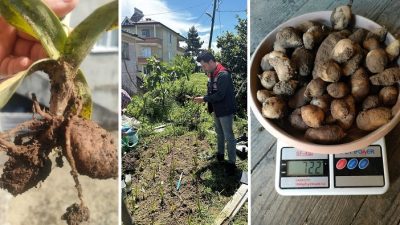 Rize’nin İyidere İlçesinde İlçe Tarım ve Orman Müdürlüğü tarafından yürütülen