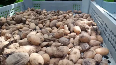Trabzon'un Sürmene ilçesinde salep hasat çalışmaları başladı. İl Tarım ve
