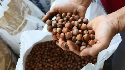 Fındık üretiminin kalbi sayılan Ordu ve Trabzon'da da hareketlilik sürüyor.