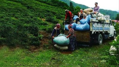 Artvin’in Rize’nin hatta Trabzon’un ve Doğu Karadeniz’in geçim kaynağı olan