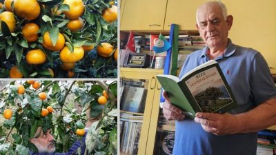 Sadece çok önemsediğim bir kaynak kitabı (RİZE MANDALİNASI. Prof. Dr.