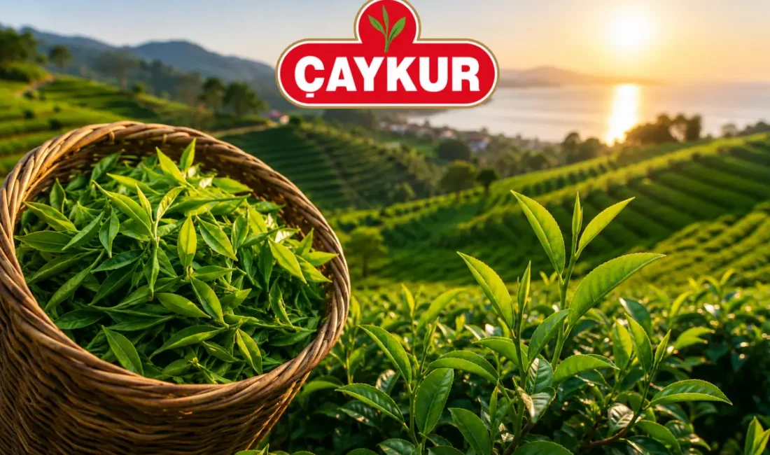 ÇAYKUR, yaş çay hasadında kaliteyi korumak amacıyla üreticilere önemli uyarılarda