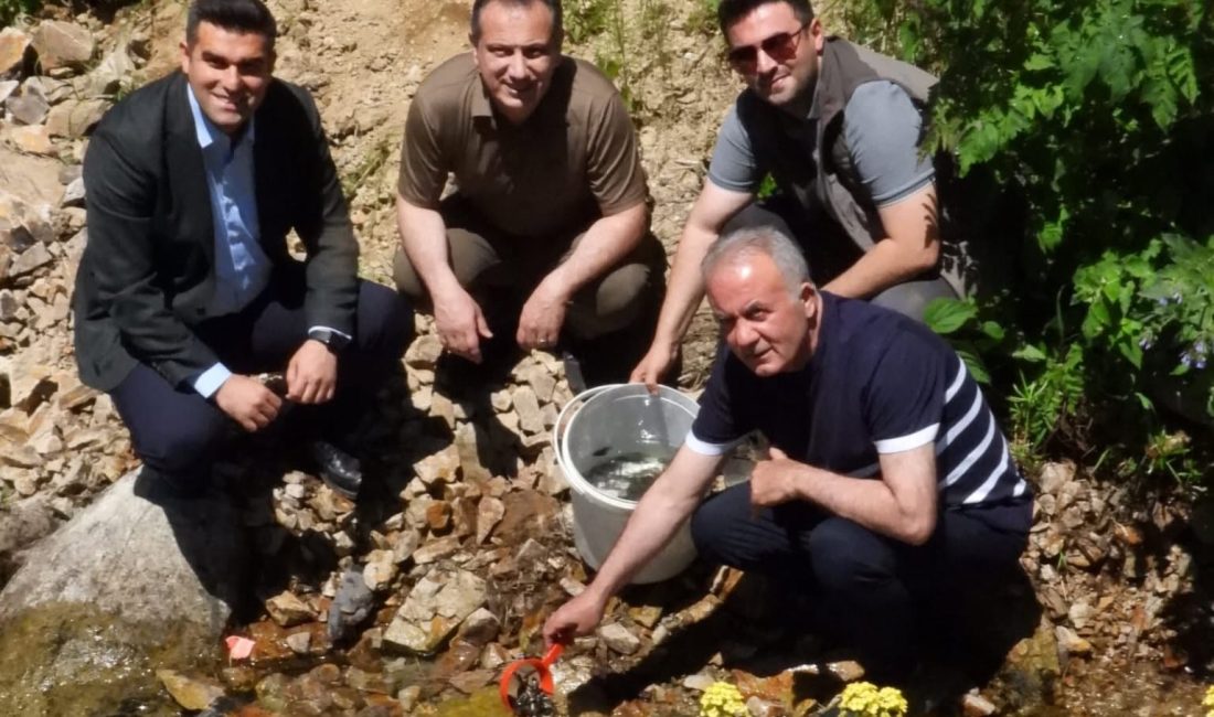İkizdere deresinde Alabalık popülasyonunun çoğalması amacıyla dere suyuna binlerce balık